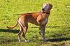 Vorschaubild der News: Hundehalter nehmen Rücksicht auf Natur und Menschen