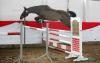 Vorschaubild der News: Freispringtag 2019 in Wulkow