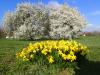 Vorschaubild der Meldung: Was blüht im April in Nauheim – Narzissen (Narzissus spec.) und Kirschpflaumen (Prunus cerasifera)