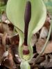 Vorschaubild der Meldung: Was blüht im Mai in Nauheim – der Aronstab (Arum maculatum)