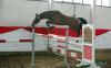 Vorschaubild der News: Freispringchampionat in Münchehofe