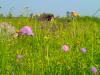 Vorschaubild der Meldung: Was blüht im Juni in Nauheim – Wiesenblumen