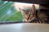 Foto zu Meldung: 08.08.-10.08 TAG DER KATZE