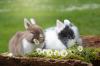 Meldung: Förderverein baut neue Kaninchenanlage