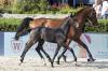 Vorschaubild der News: Heiße Bieterduelle im Sommergarten – Global Jumping Foals begeistern in Berlin