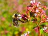 Vorschaubild der Meldung: Was blüht im August in Nauheim – Oregano (Origanum vulgare)