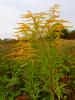 Vorschaubild der Meldung: Was blüht im September in Nauheim – die Goldrute (Solidago canadensis)