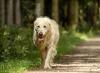 Meldung: Hunderunde startet neu!