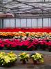 Vorschaubild der News: Was blüht im Dezember in Nauheim? – Der Weihnachtsstern (Euphorbia pulcherrima)