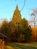 Vorschaubild der Meldung: Baum des Monats – der Riesenmammutbaum (Sequoiadendron giganteum)