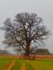 Vorschaubild der News: Baum des Monats – Die Ulme