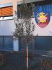 Vorschaubild der News: Baum des Monats – Der Olivenbaum (Olea europaea)