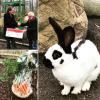 Meldung: Die neue Kaninchenanlage ist eingeweiht!