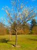 Vorschaubild der News: Baum des Monats – Die Mirabelle
