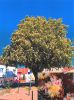 Vorschaubild der News: Baum des Monats – Die Rosskastanie