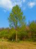 Vorschaubild der Meldung: Baum des Monats – Die Europäische Schwarzpappel (Populus nigra)