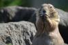 Vorschaubild der News: Punxsutawney Phil ist nach Rehfelde gekommen....