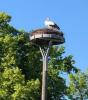Vorschaubild der News: Der Storch ist in Beeskow eingezogen