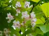 Vorschaubild der Meldung: Baum des Monats – Der Trompetenbaum (Catalpa bignonioides)