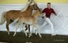 Vorschaubild der News: 27. Haflingertag