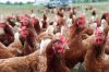 Meldung: Glückliche Hühner in Tempelfelde