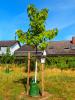 Vorschaubild der Meldung: Baum des Monats – Der Blauglockenbaum (Paulownia tomentosa)