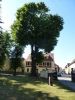 Vorschaubild der News: 250 Jahre alte Linde in Dahme/Mark kann nicht mehr gerettet werden