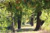 Foto zu Meldung: Baumschau im Park Saßleben bringt neue Erkenntnisse
