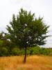 Vorschaubild der Meldung: Baum des Monats – Der Speierling (Sorbus domestica)