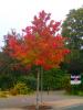 Vorschaubild der Meldung: Baum des Monats – Der Amerikanische Amberbaum (Liquidambar styraciflua)