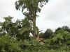 Meldung: Naturdenkmal in der Kleingartenanlage ist zerbrochen