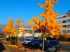Vorschaubild der News: Baum des Monats – Der Fächerblattbaum (Ginkgo biloba) Vorschaubild der News: Baum des Monats – Der Fächerblattbaum (Ginkgo biloba)