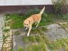 Vorschaubild der News: Hund vermutlich in Luckaitztal entlaufen ! Vorschaubild der News: Hund vermutlich in Luckaitztal entlaufen !