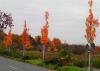 Vorschaubild der News: Baum des Monats – Die Eiche Vorschaubild der News: Baum des Monats – Die Eiche