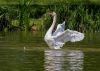 Vorschaubild der News: Informationen des Hessischen Umweltministeriums zur Vogelgrippe Vorschaubild der News: Informationen des Hessischen Umweltministeriums zur Vogelgrippe