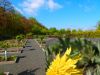 Vorschaubild der News: Ein Jahr im Kräutergarten an der Berzallee Gewöhnlicher Löwenzahn (Taraxacum officinale) – Heilkraut des Monats Mai Vorschaubild der News: Ein Jahr im Kräutergarten an der Berzallee Gewöhnlicher Löwenzahn (Taraxacum officinale) – Heilkraut des Monats Mai