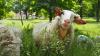 Schafe im Kirchgarten - so schön die Lämmer zu beobachten