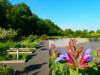 Vorschaubild der News: Ein Jahr im Kräutergarten an der Berzallee Der Echte Salbei (Salvia officinalis) – Heilkraut des Monats Juni Vorschaubild der News: Ein Jahr im Kräutergarten an der Berzallee Der Echte Salbei (Salvia officinalis) – Heilkraut des Monats Juni
