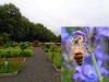 Vorschaubild der News: Ein Jahr im Kräutergarten an der Berzallee Der Echte Lavendel (Lavandula angustifolia) – Heilkraut des Monats Juli Vorschaubild der News: Ein Jahr im Kräutergarten an der Berzallee Der Echte Lavendel (Lavandula angustifolia) – Heilkraut des Monats Juli