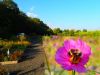 Vorschaubild der News: Ein Jahr im Kräutergarten an der Berzallee Schmuckkörbchen (Cosmos bipinnatus) – Kraut des Monats September Vorschaubild der News: Ein Jahr im Kräutergarten an der Berzallee Schmuckkörbchen (Cosmos bipinnatus) – Kraut des Monats September