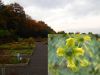 Kräutergarten im Oktober - unten rechts Blüte der Weinraute