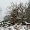 Inspirationen, Tipps, Termine und Freude zu Jul, zum Wolfsmond