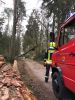 Gefahr durch umgestürzte Bäume