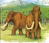 nach Illustration N. Anspach, Das Mammut von Klinge