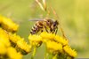 Der Weltbienentag am 20. Mai rückt die fleißigen Bestäuber in den Fokus. Wer Bienen eine vielfältige Nahrungsgrundlage bieten möchte, kann mit Samenkapseln aus dem Maintaler Bienenfutterautomaten einen Anfang machen. Foto: Pixabay
