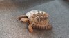 Foto zu Meldung: Fundtier: Griechische Landschildkröte