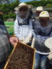Ausflug zum Lehr-Bienenstand