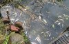 Meldung: Fischsterben auf der Westoder