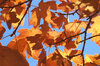 Vorschaubild der Meldung: (Herbst)Projekttage