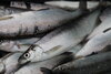 Meldung: Saisoneröffnung 2023 - Ausfall der Laichfischerei am Bodensee
